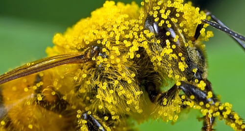 Pollen d’abeille
